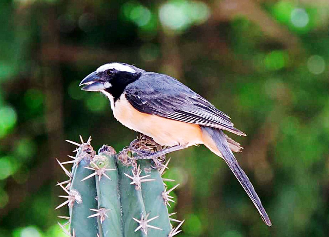 Camaroneros Minca Birding 6
